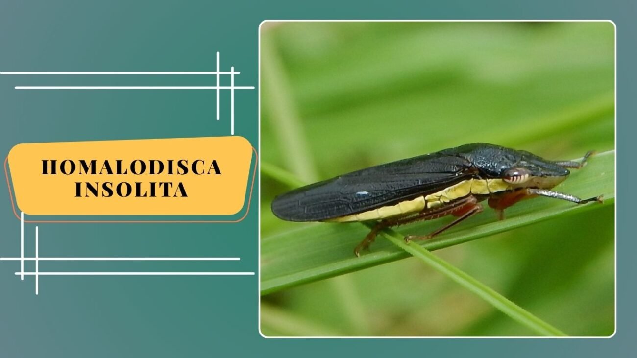 Homalodisca insolita