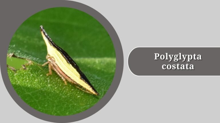 Treehopper Types 15 Types of Treehopper: Identification with Pictures
