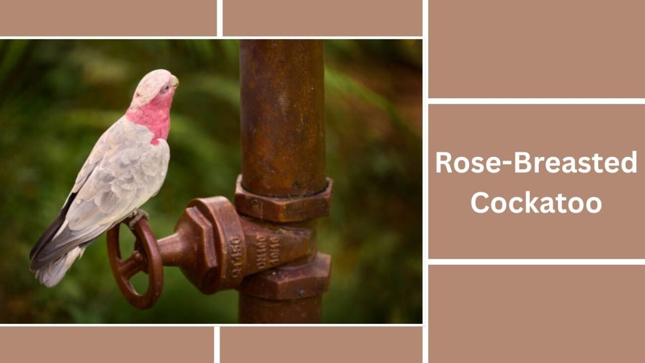 Rose-Breasted Cockatoo (Galah)