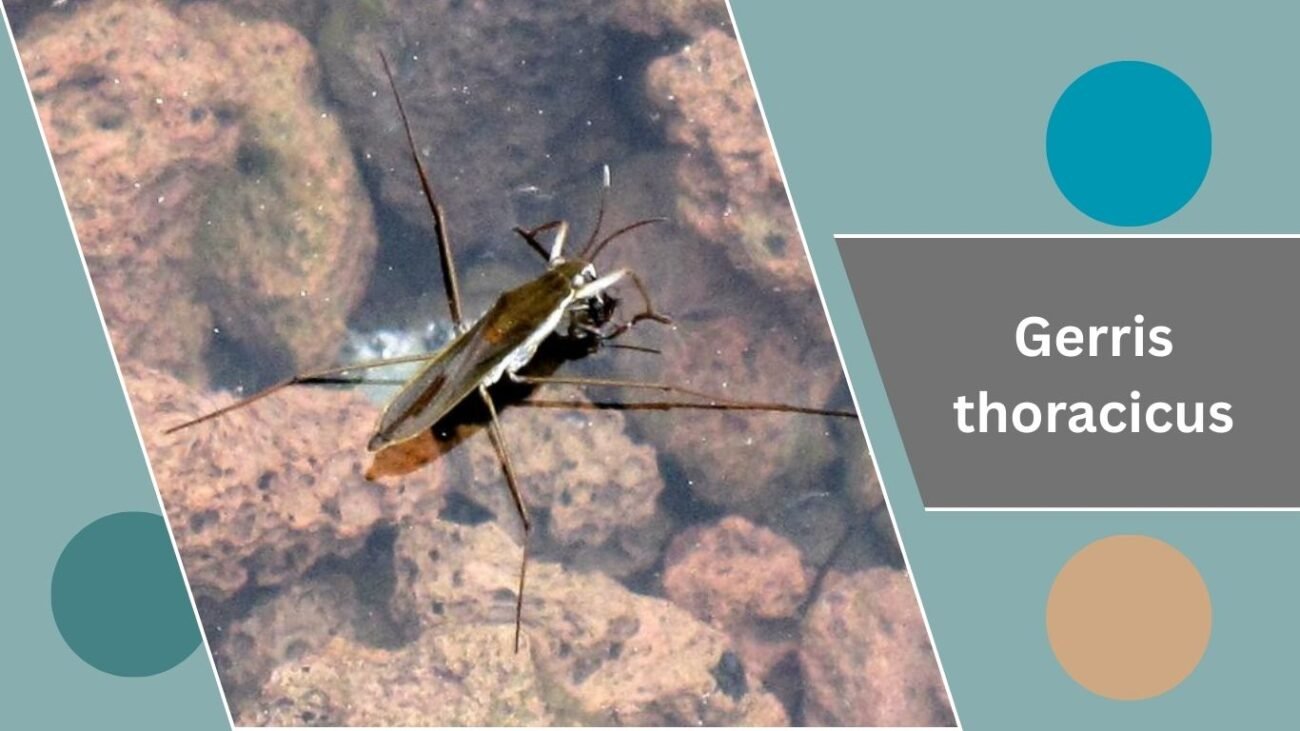Gerris thoracicus