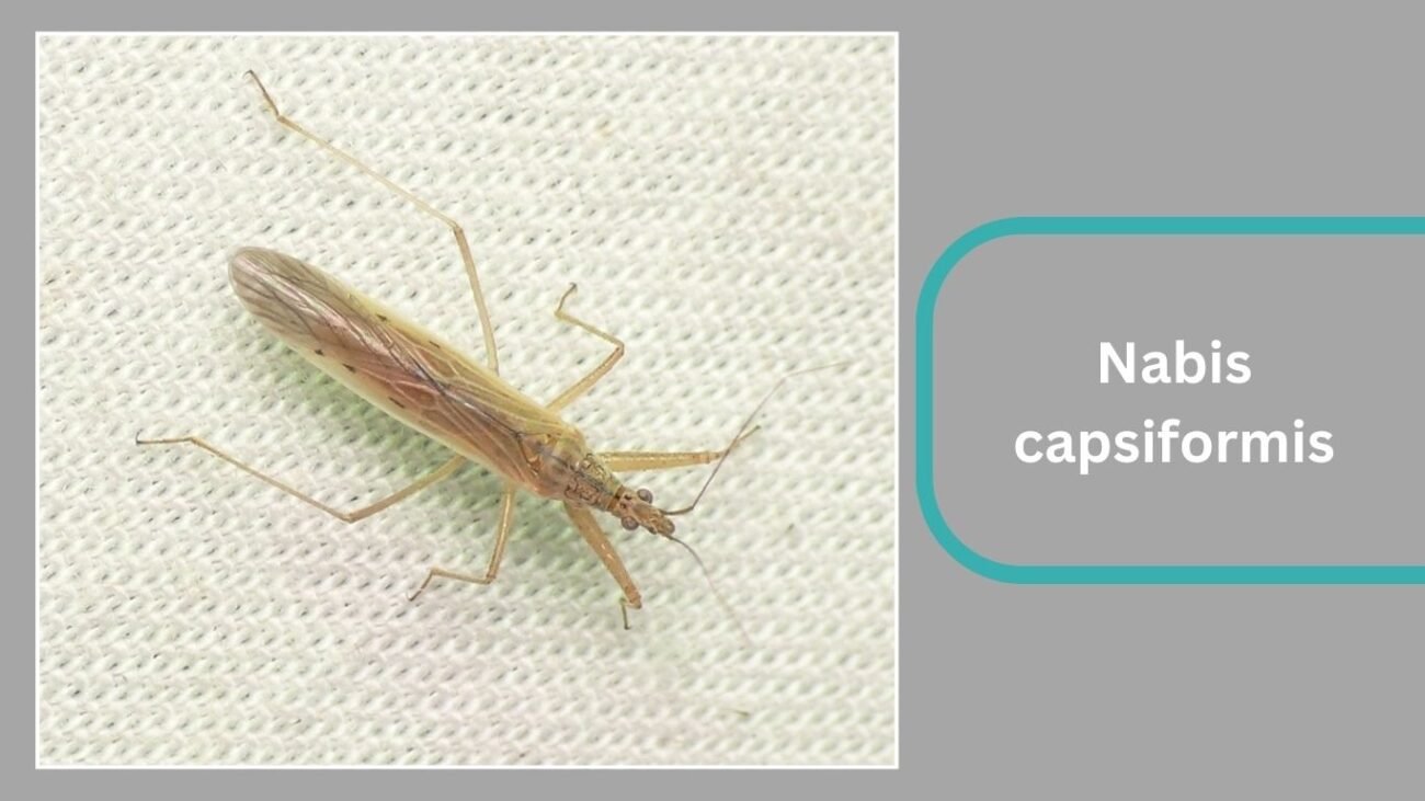 Nabis capsiformis