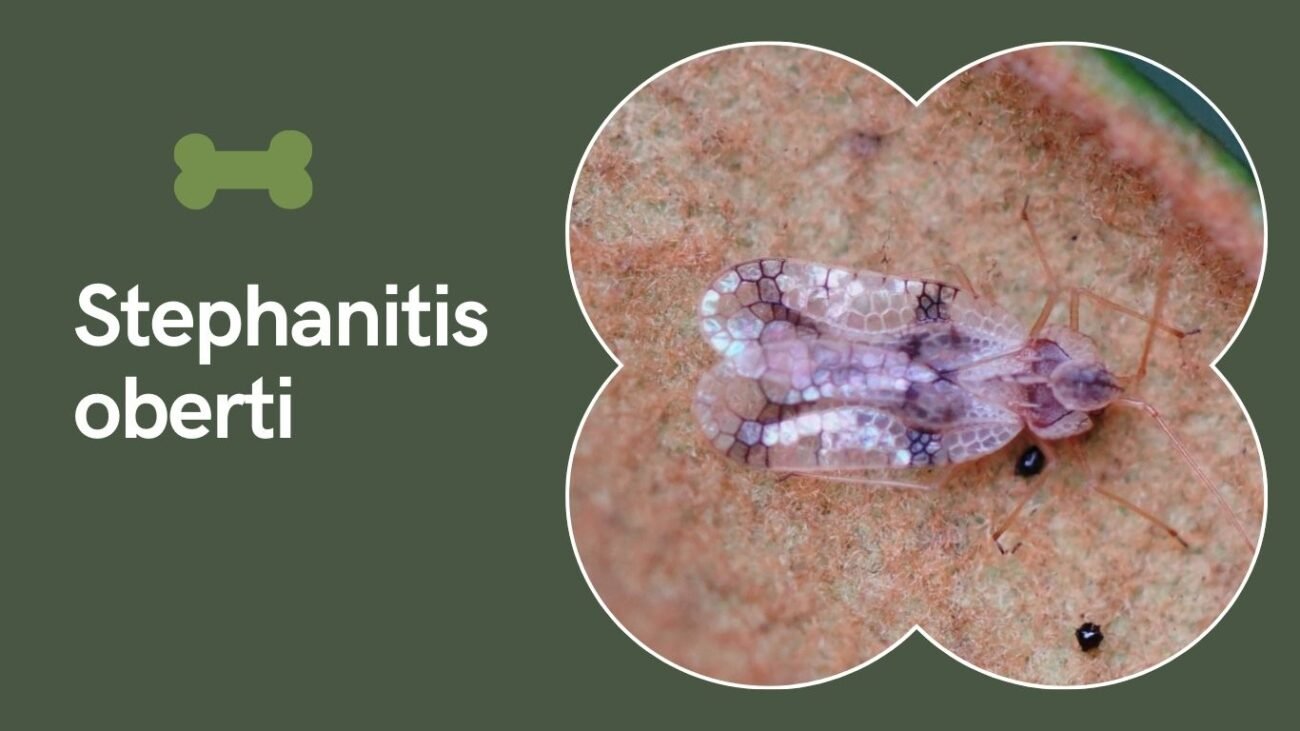 Stephanitis oberti (Mountain Laurel Lace Bug)