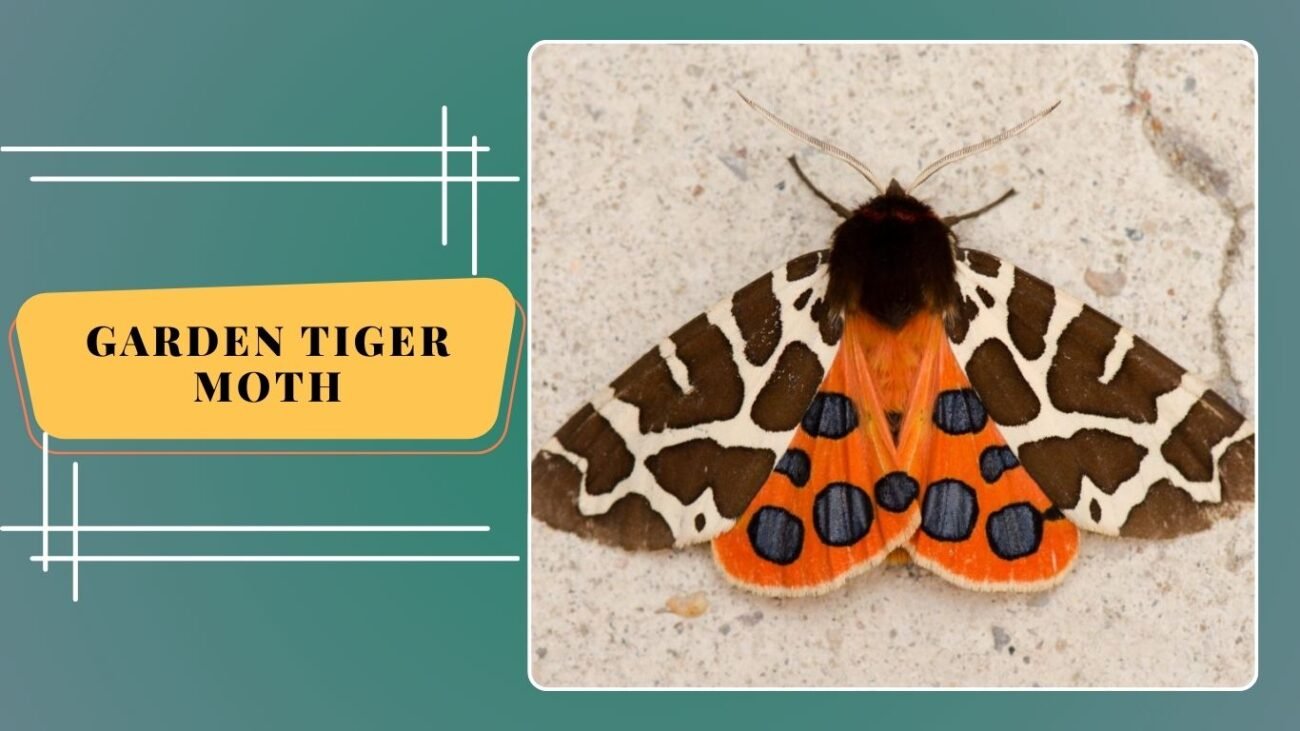 Garden Tiger Moth (Arctia villica)