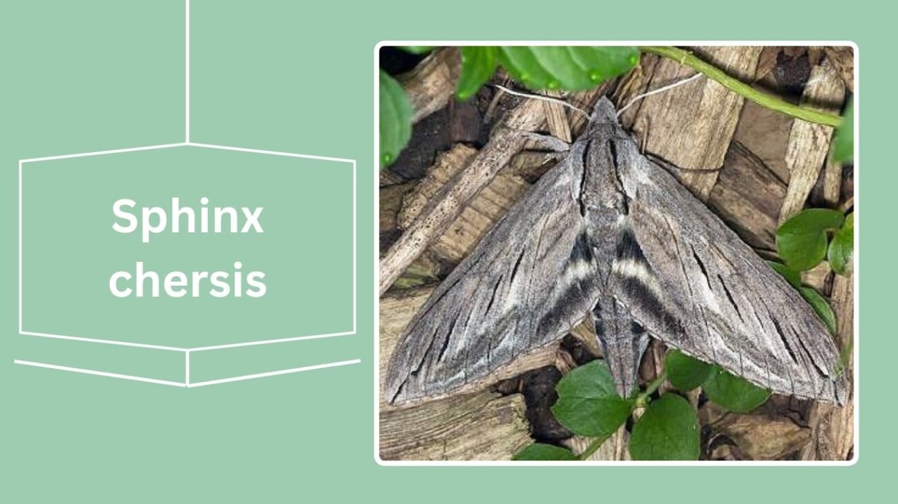 Sphinx chersis (Great Ash Sphinx)