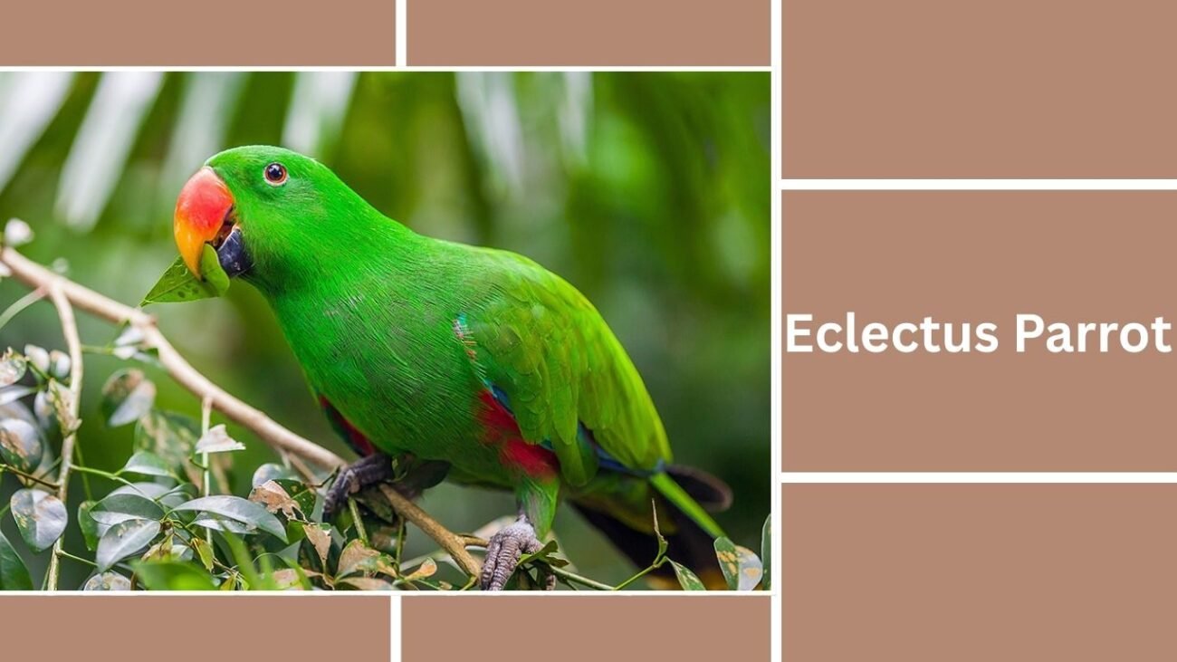Eclectus Parrot