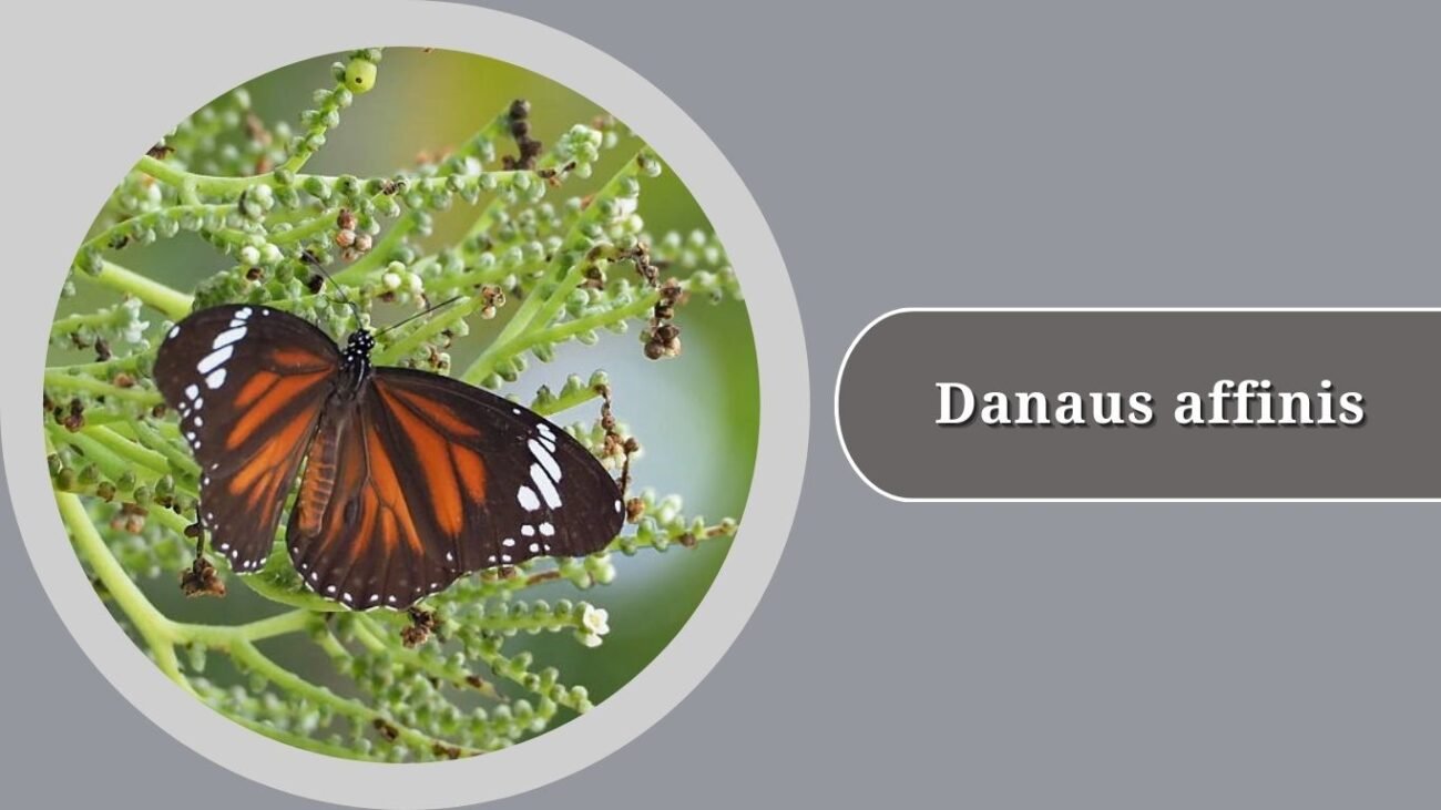 Danaus affinis (Swamp Tiger)