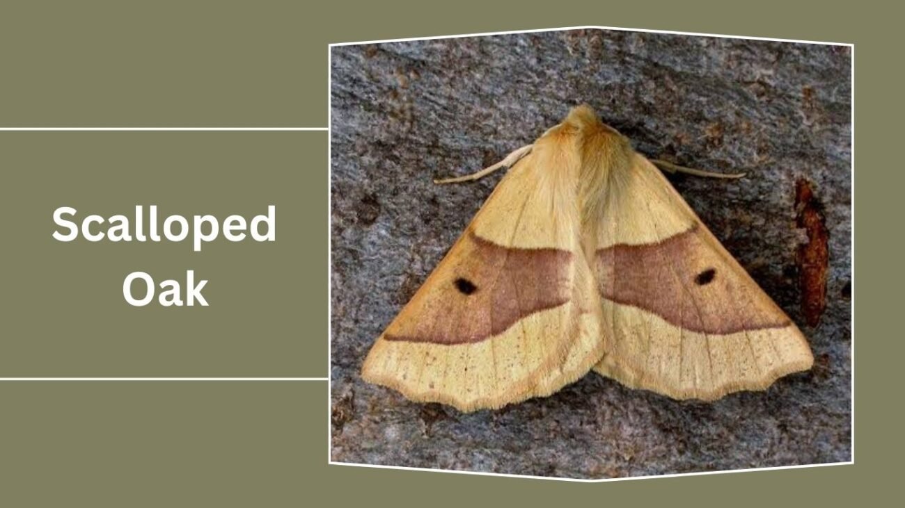 Scalloped Oak (Crocallis elinguaria)