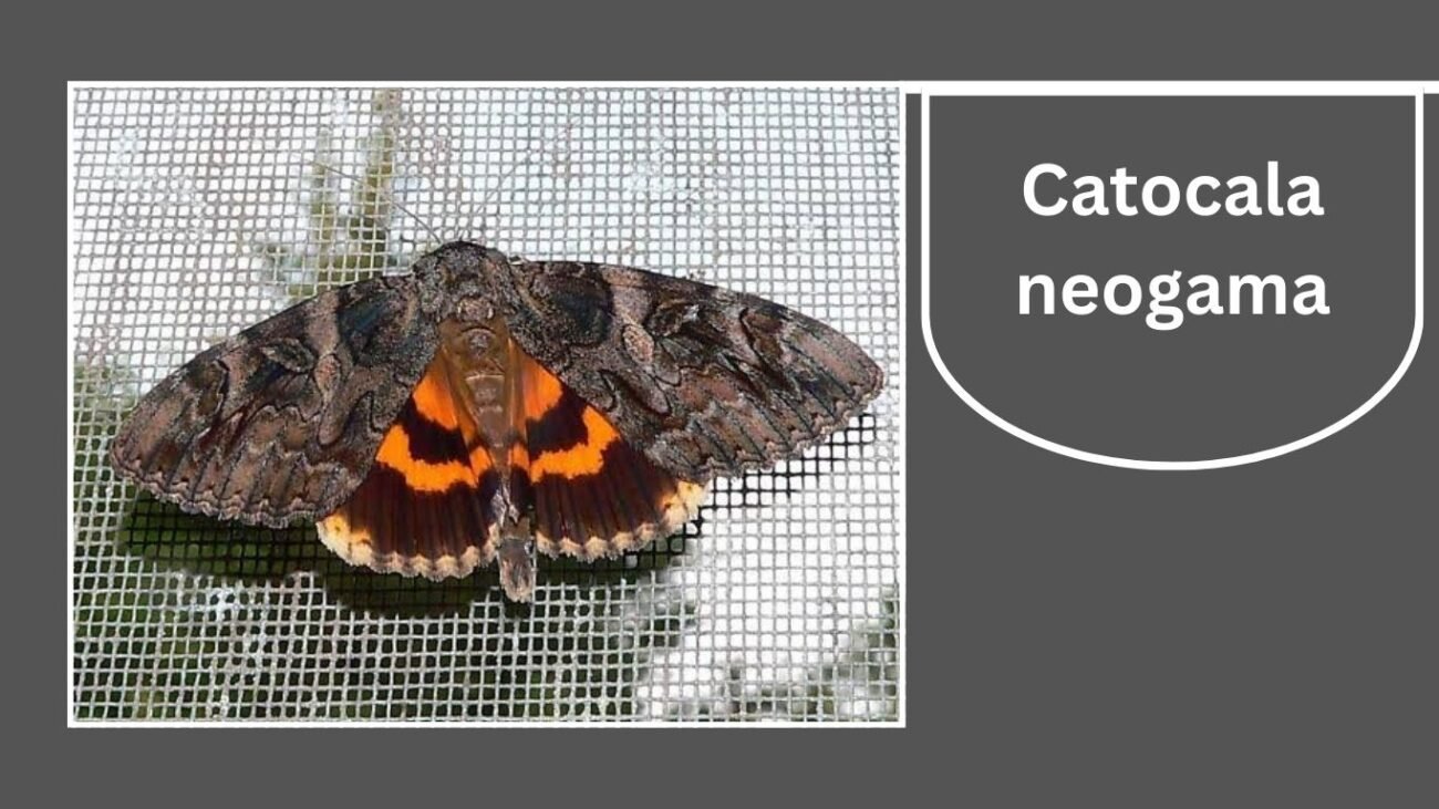 Catocala neogama (The Bride)