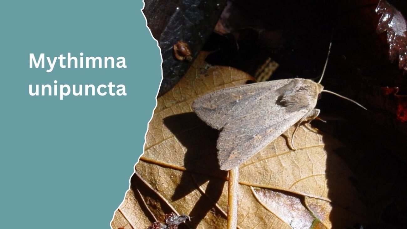 Mythimna unipuncta (True Armyworm)