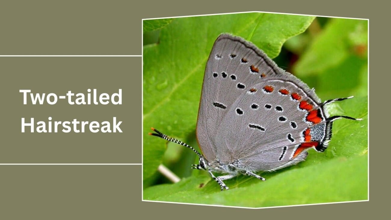  Two-tailed Hairstreak