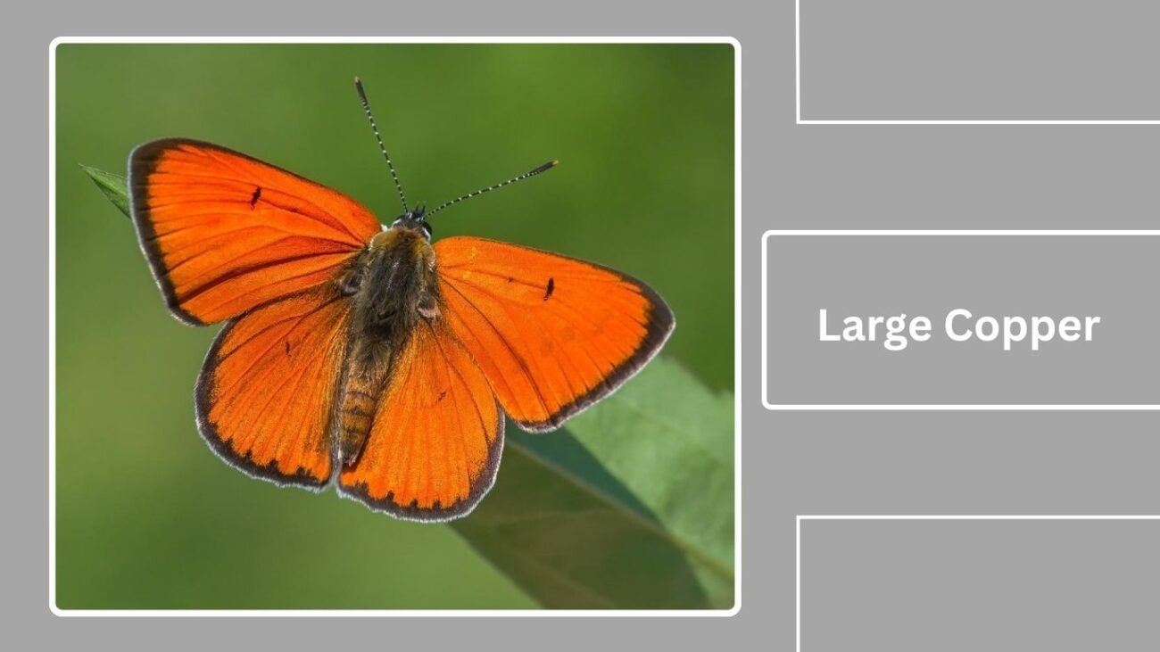 Large Copper (Lycaena dispar batavus)