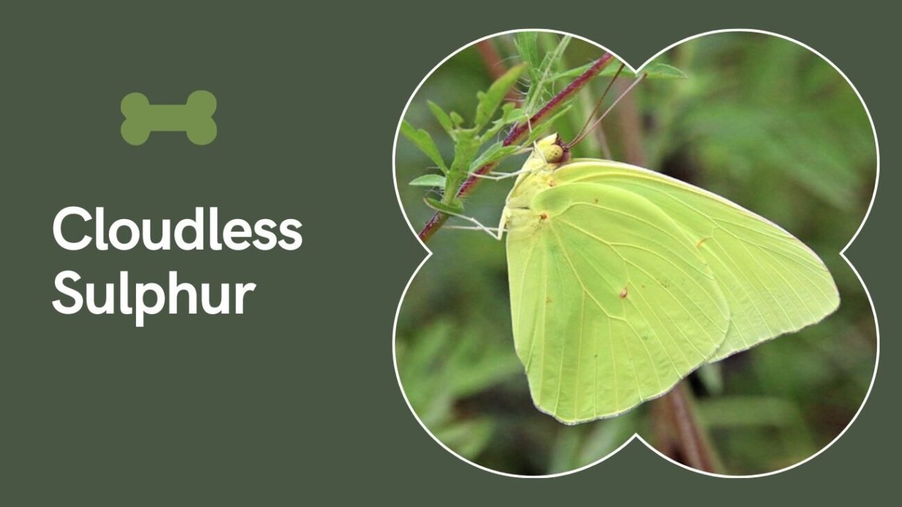 Cloudless Sulphur (Phoebis sennae)