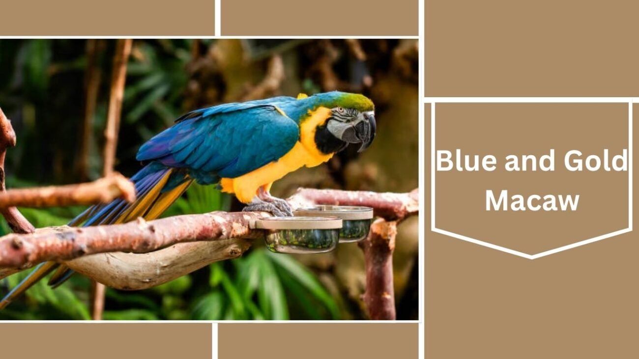 Blue and Gold Macaw