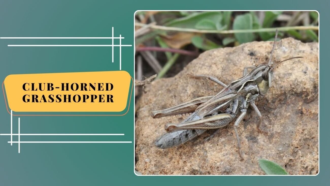 Club-horned Grasshopper