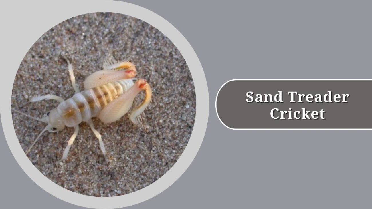 Sand Treader Cricket