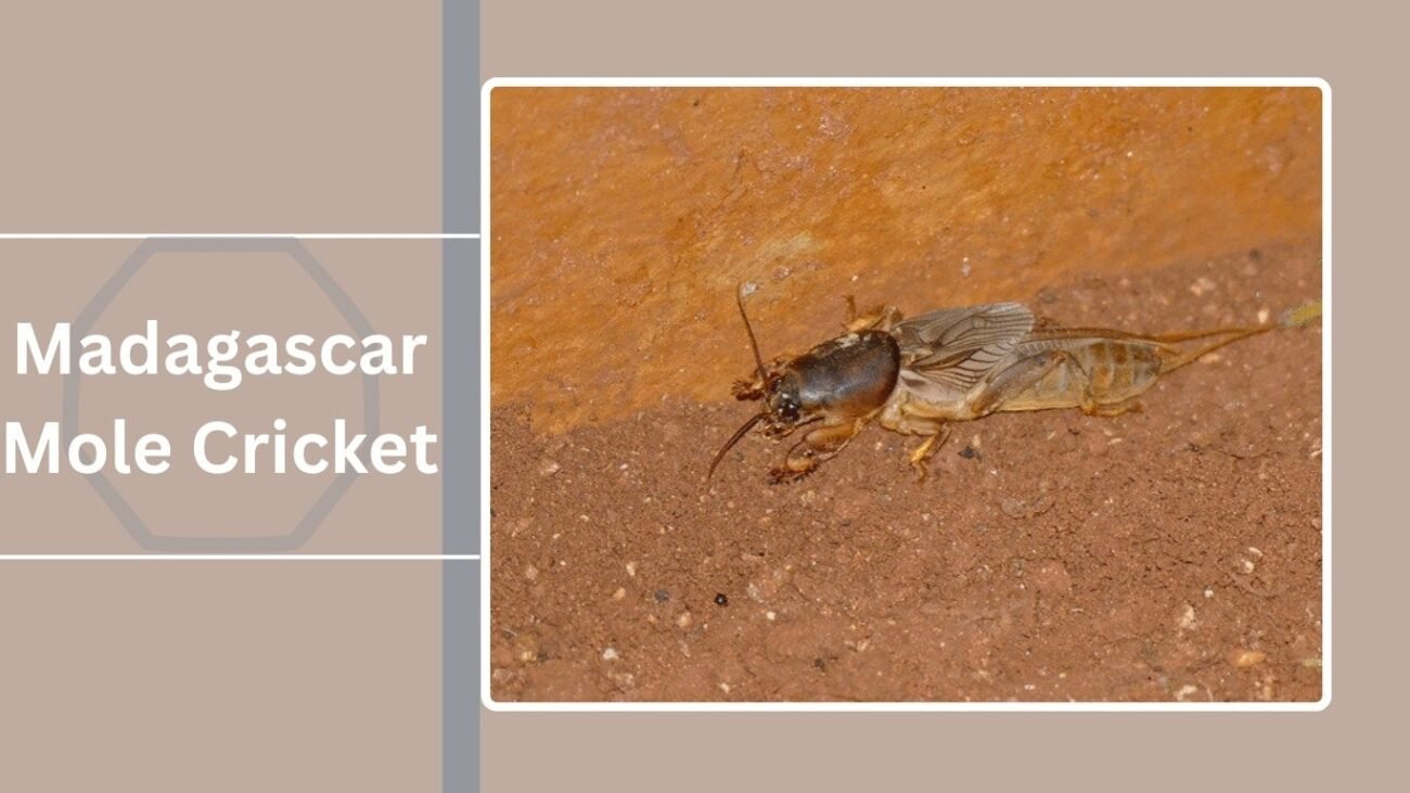 Madagascar Mole Cricket