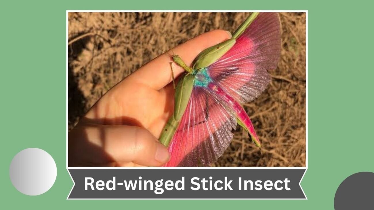 Red-winged Stick Insect (Phasma gigas)