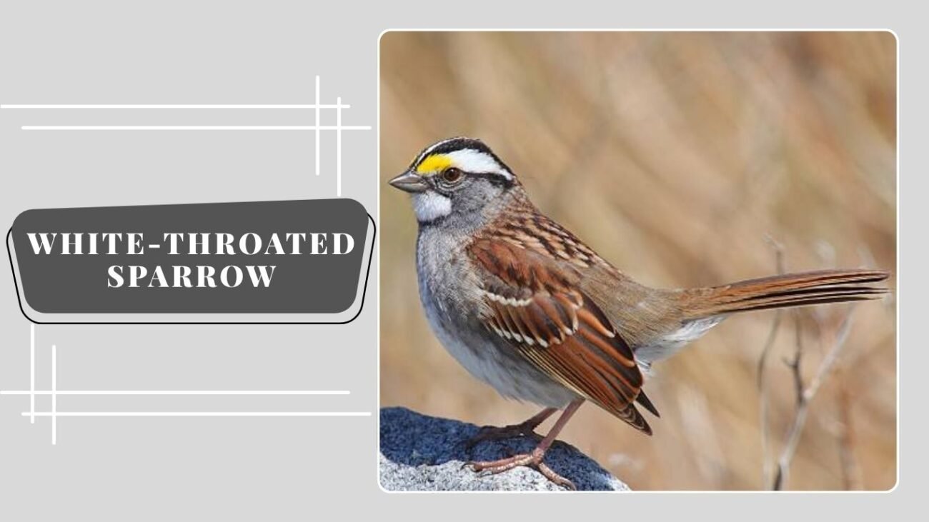 White-throated Sparrow