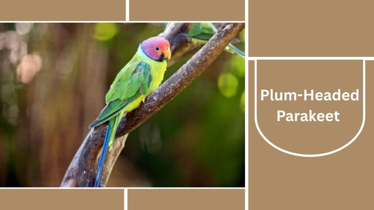  Plum-Headed Parakeet
