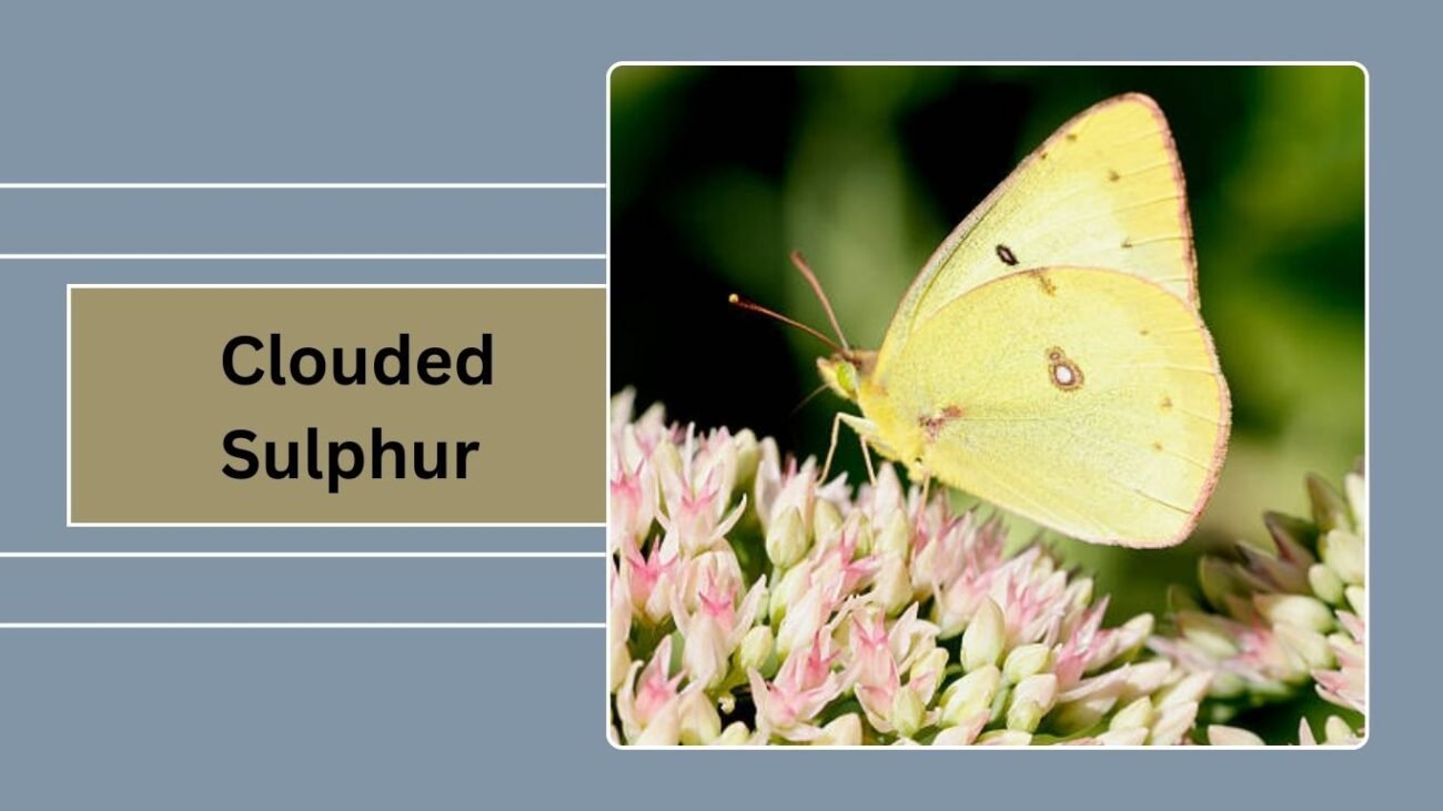  Clouded Sulphur