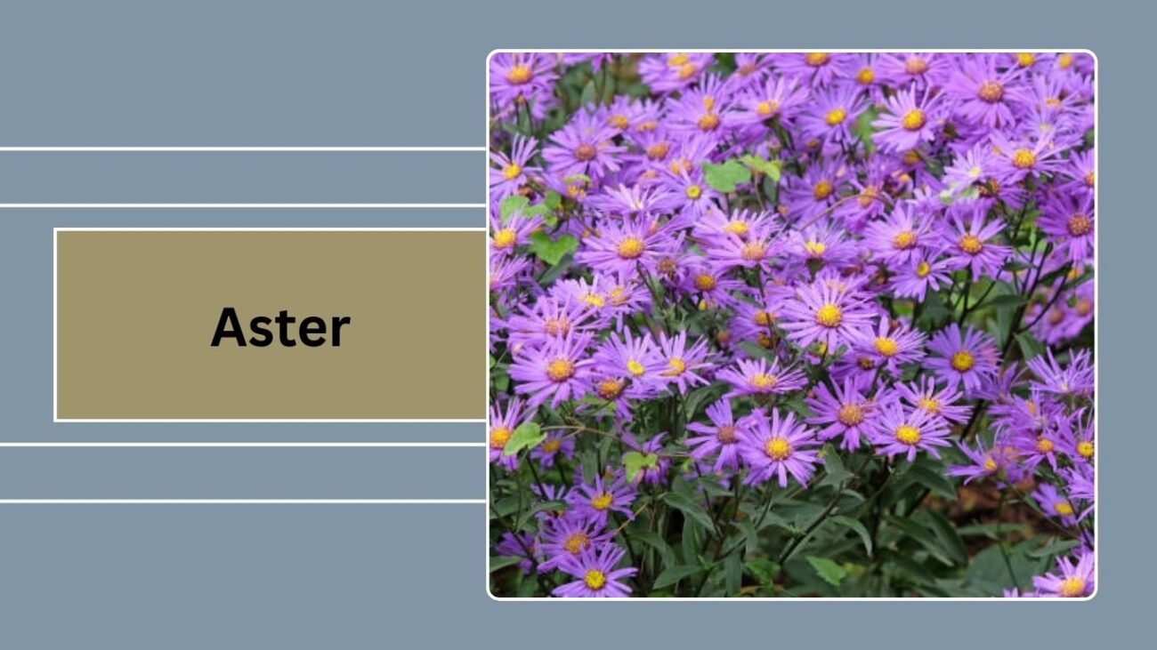  Aster
