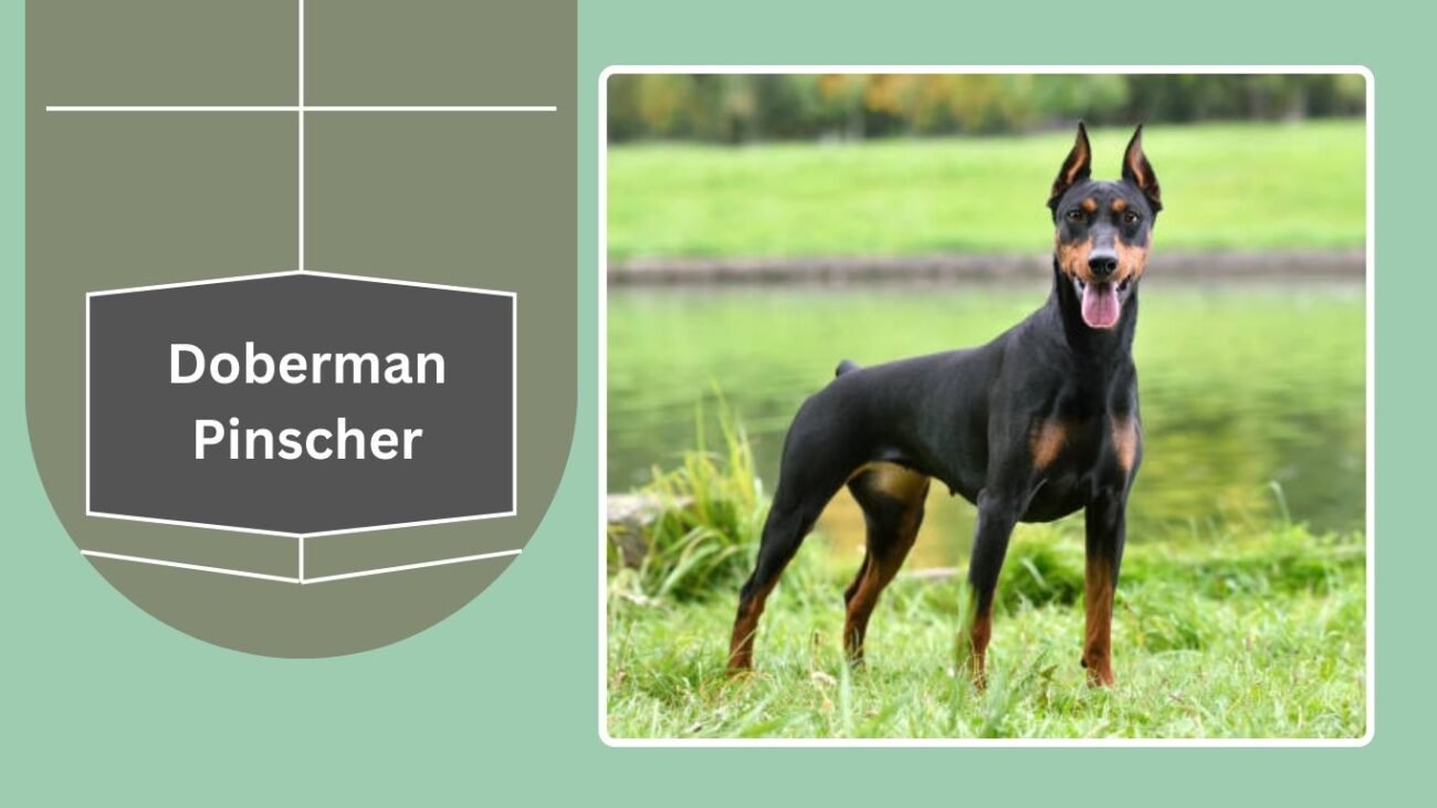 Doberman Pinscher