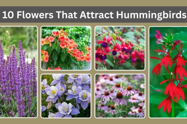 10 Flowers That Attract Hummingbirds