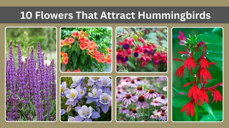 10 Flowers That Attract Hummingbirds: Grow Tips