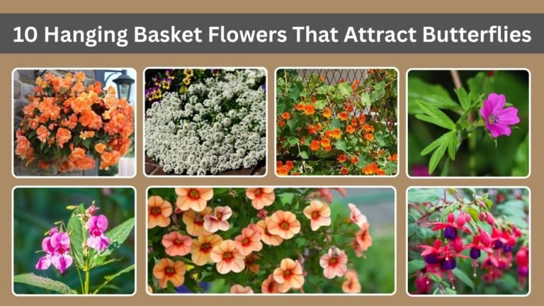 10 Hanging Basket Flowers That Attract Butterflies