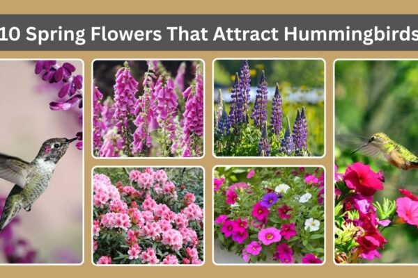 10 Spring Flowers That Attract Hummingbirds
