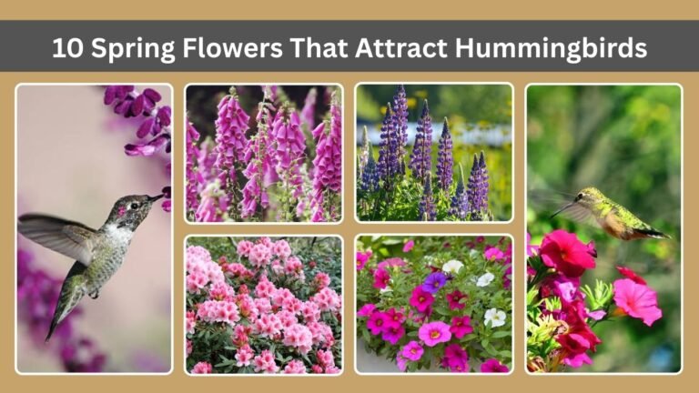10 Spring Flowers That Attract Hummingbirds