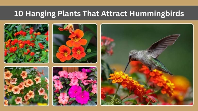 10 Hanging Plants That Attract Hummingbirds