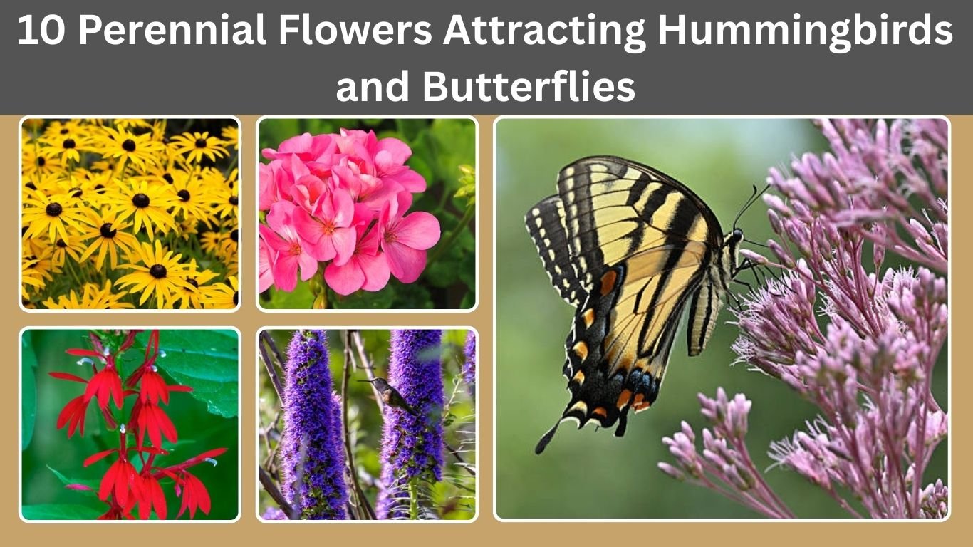 10 Perennial Flowers Attracting Hummingbirds and Butterflies