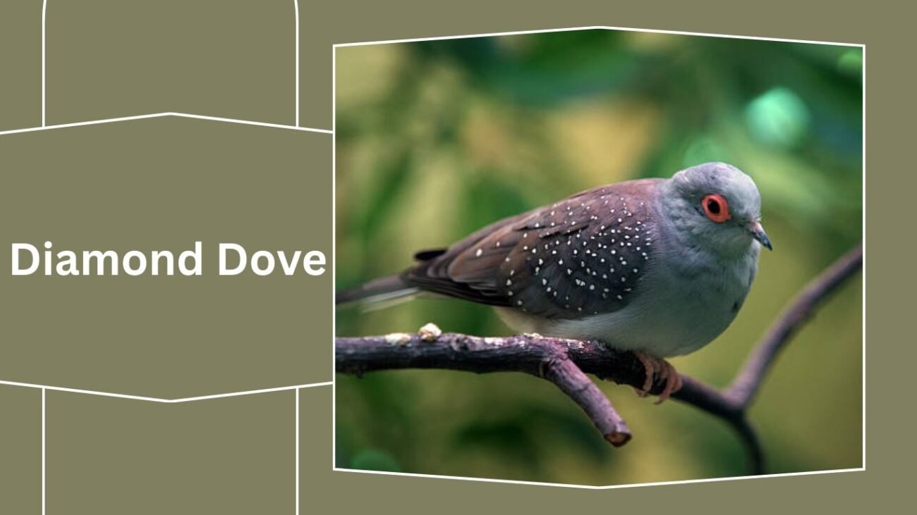 Diamond Dove