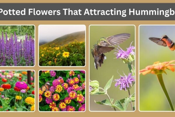 10 Potted Flowers That Attracting Hummingbirds