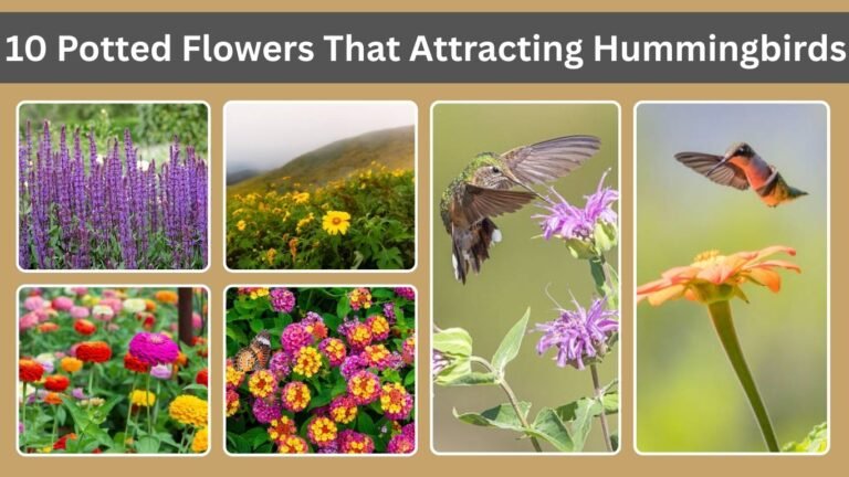 10 Potted Flowers That Attracting Hummingbirds