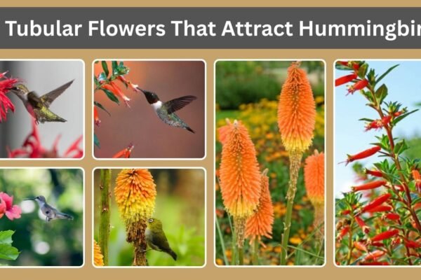 10 Tubular Flowers That Attract Hummingbirds