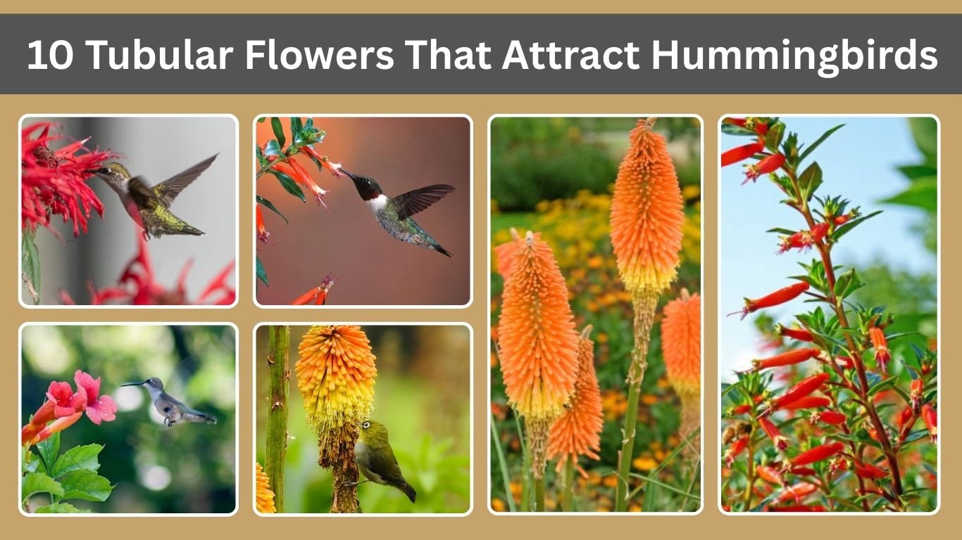 10 Tubular Flowers That Attract Hummingbirds
