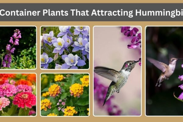 10 Container Plants That Attracting Hummingbirds