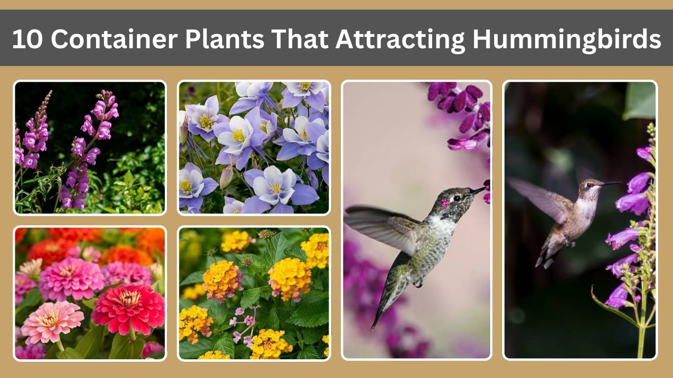 10 Container Plants That Attracting Hummingbirds