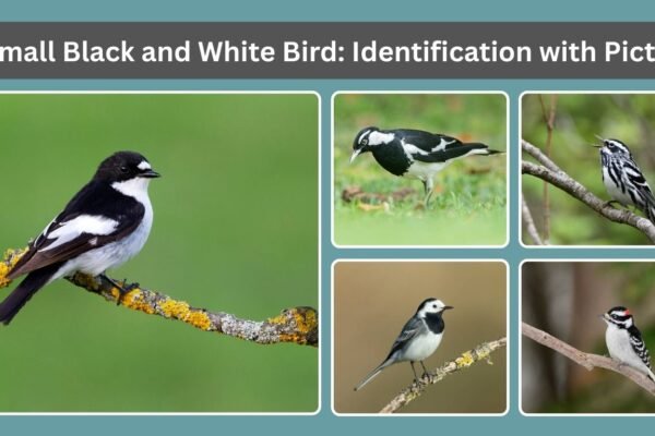 10 Small Black and White Bird​: Identification with Pictures