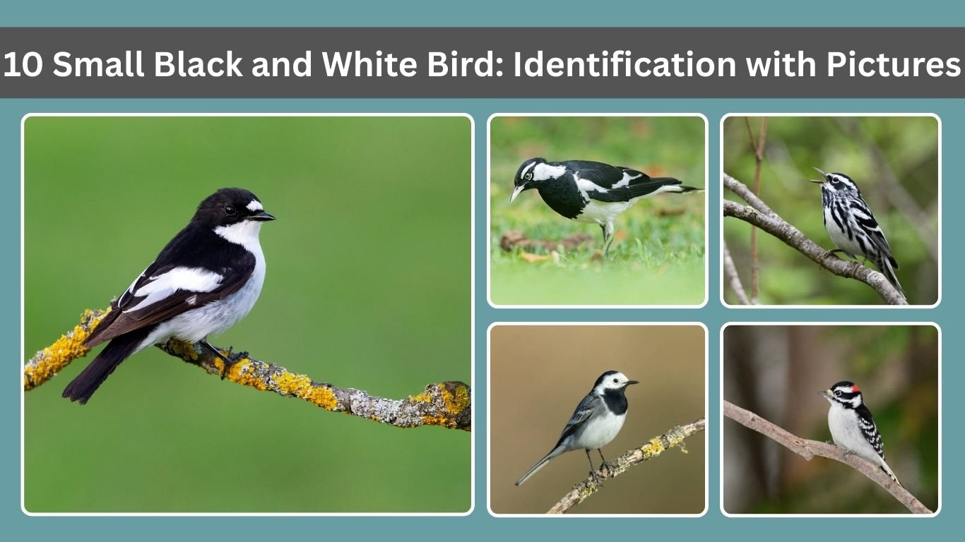 10 Small Black and White Bird​: Identification with Pictures