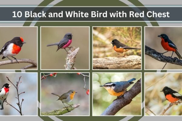 10 Black and White Bird with Red Chest