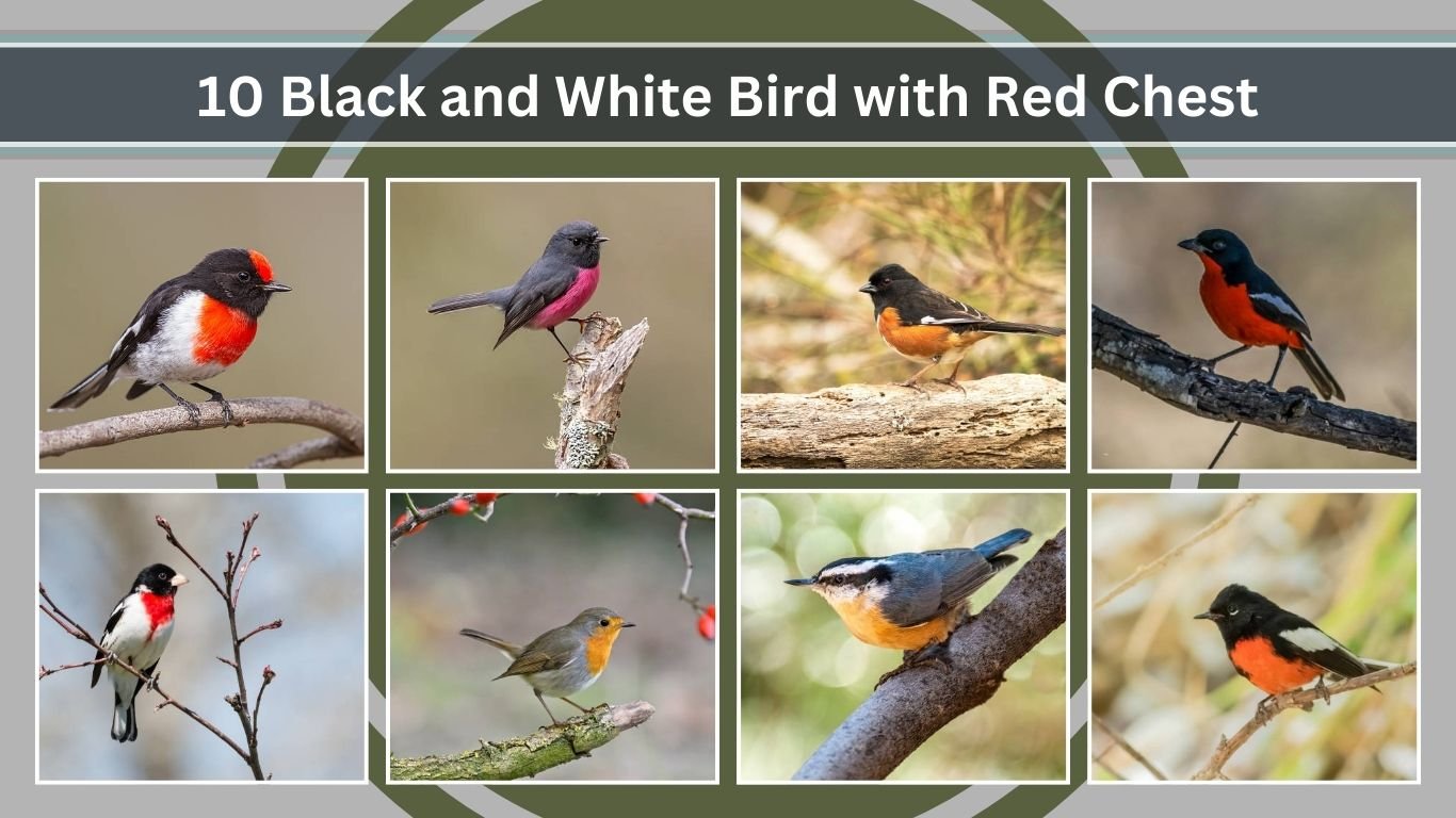 10 Black and White Bird with Red Chest: Identification with Pictures