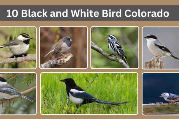 10 Black and White Bird Colorado
