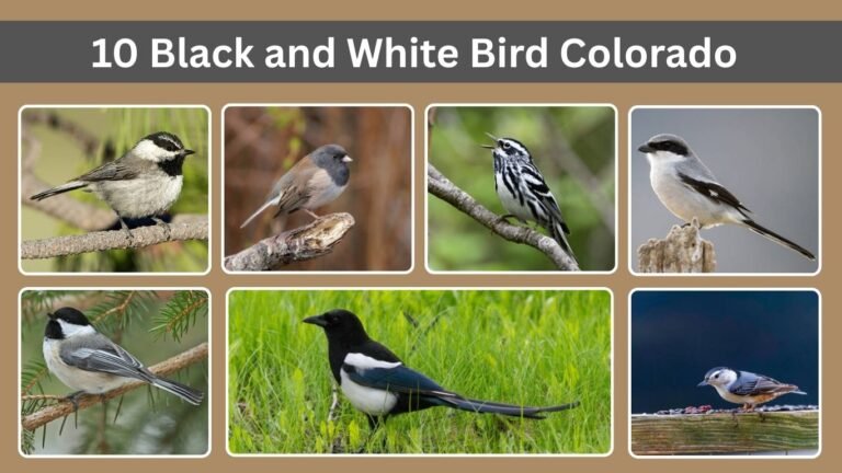 10 Black and White Bird Colorado​: Identification with Pictures