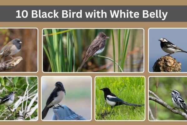 10 Black Bird with White Belly