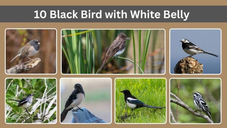 10 Black Bird with White Belly: Identification with Pictures