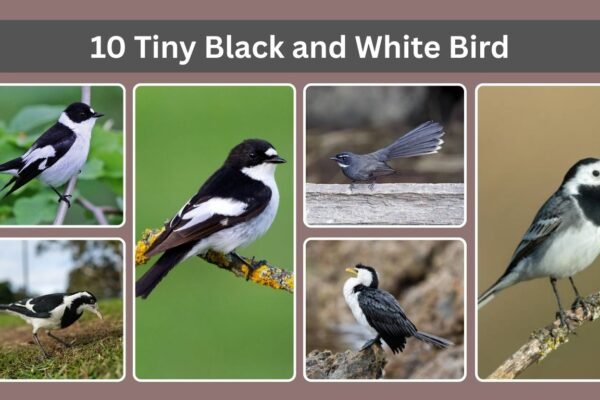10 Tiny Black and White Bird
