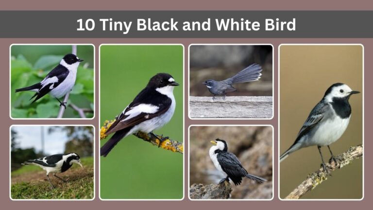10 Tiny Black and White Bird